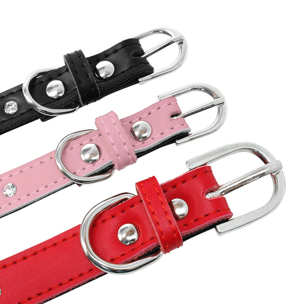 How to choose a dog collar – Which collar is best for my dog?